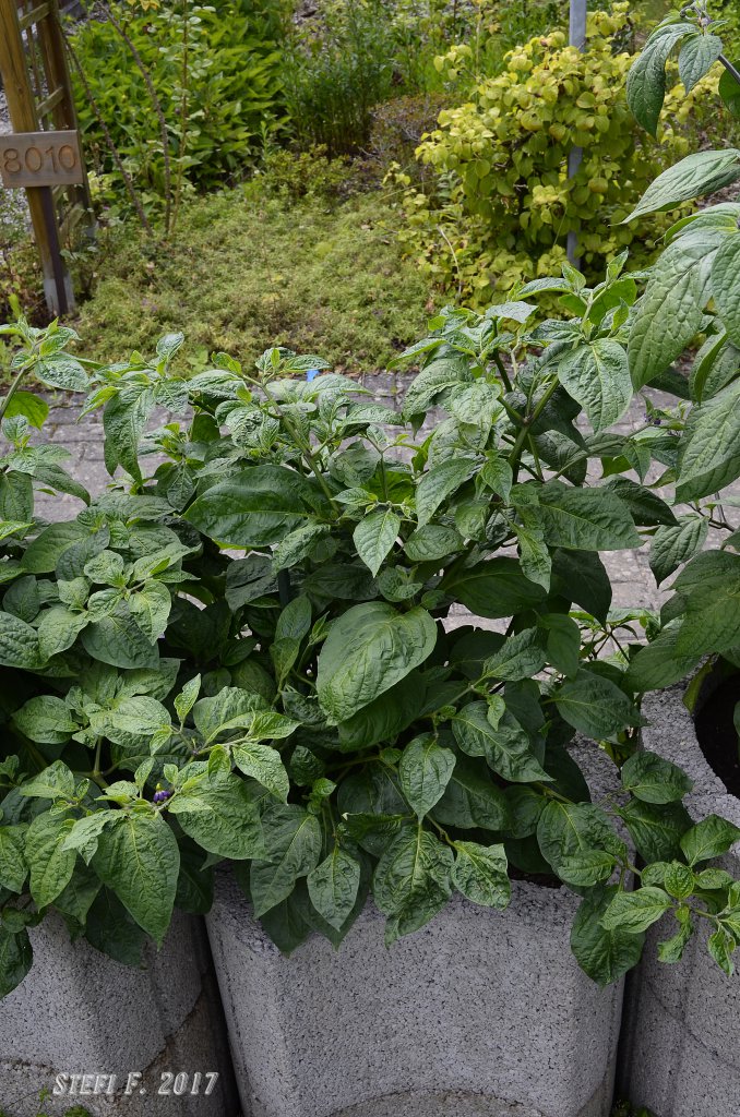 Yellow Rocoto