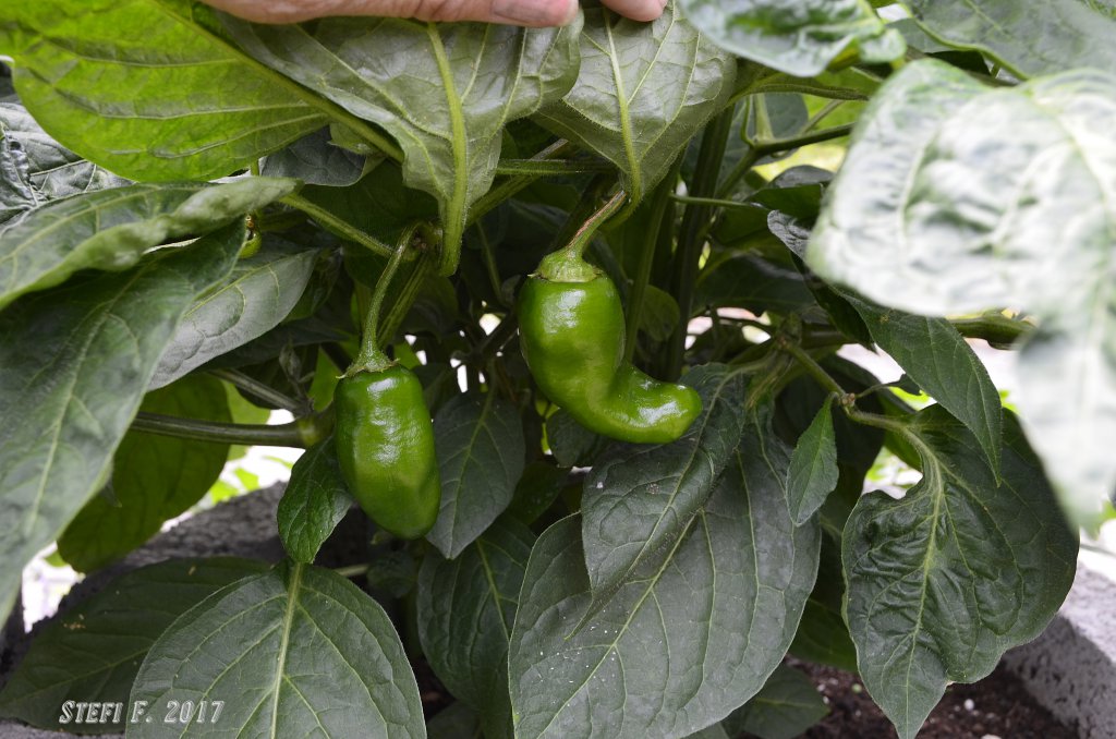 Yellow Rocoto