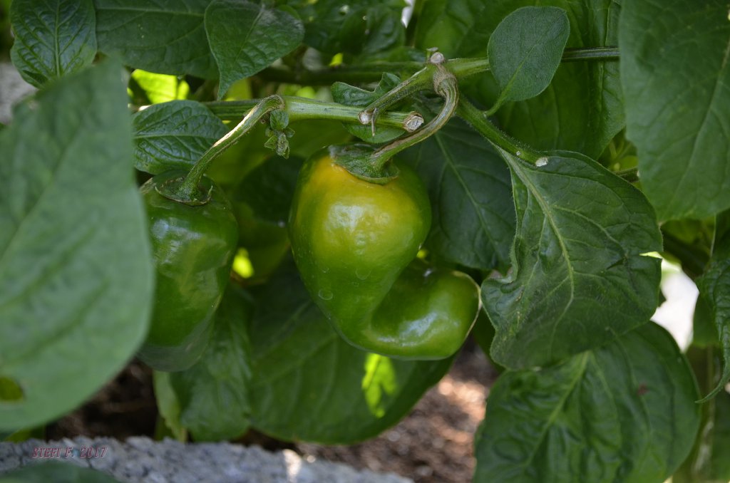 Yellow Rocoto