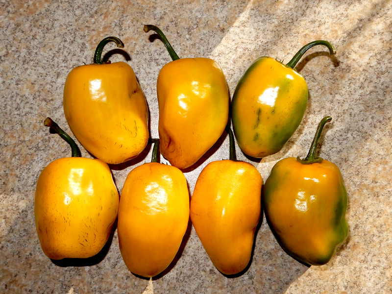 Yellow Rocoto