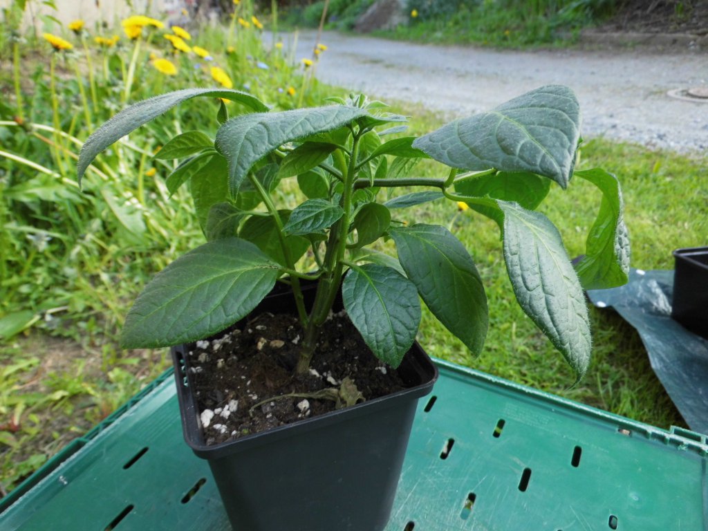 Yellow Rocoto_1