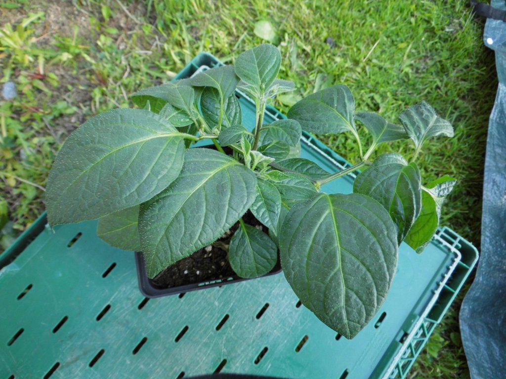 Yellow Rocoto_2