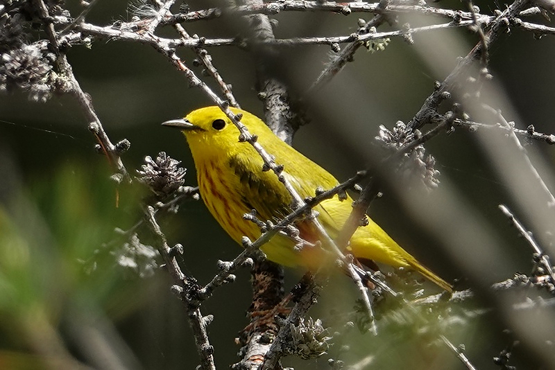 Yellow warbler / Goldwaldsänger