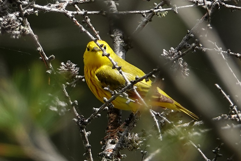 Yellow warbler / Goldwaldsänger