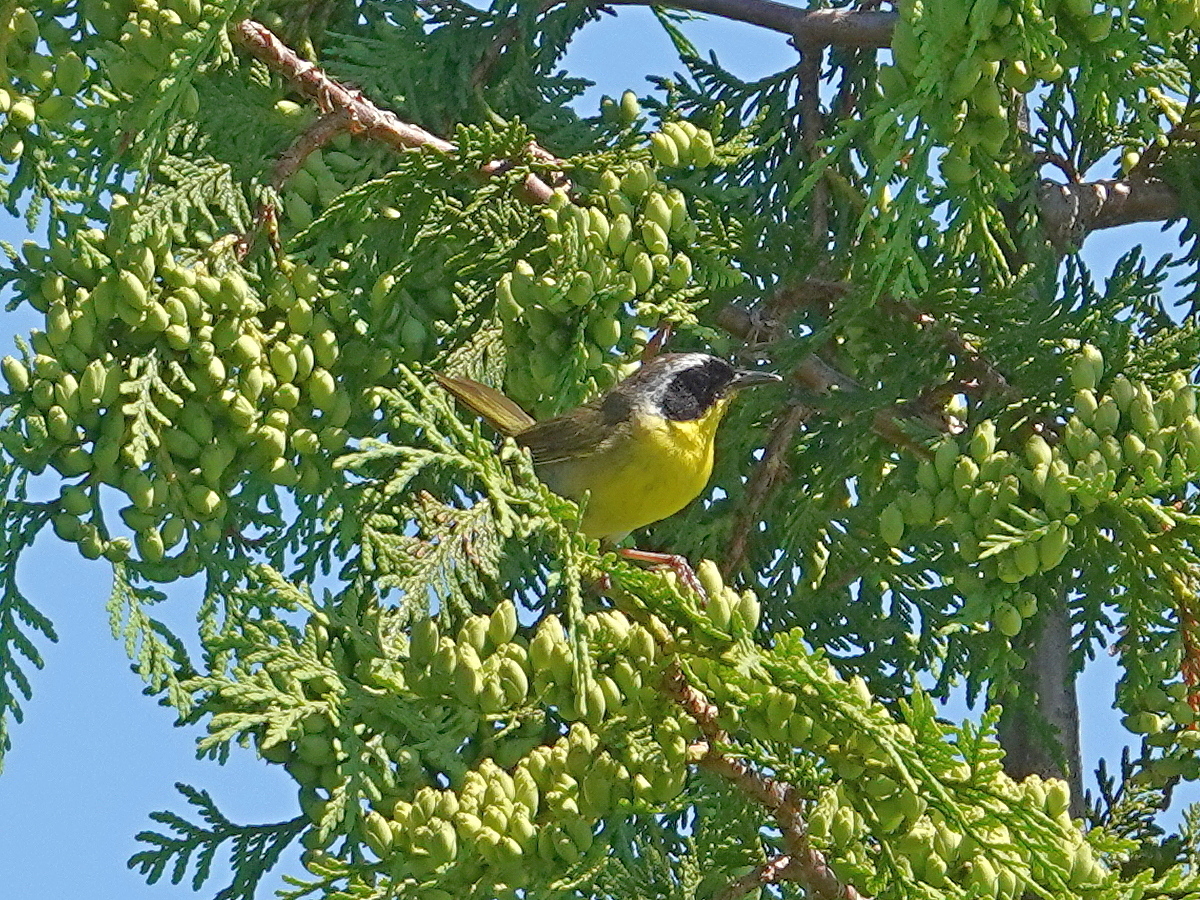 Yellowthroat_M