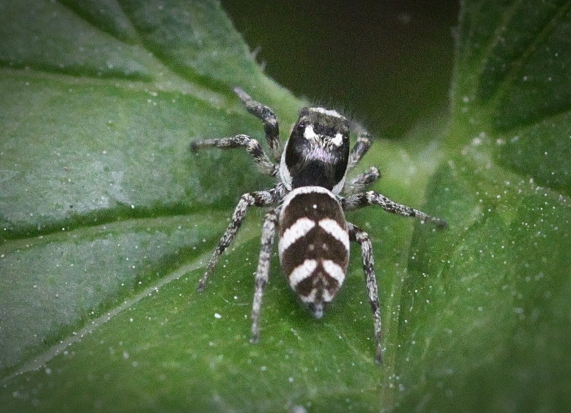 Zebra Springspinne (1)