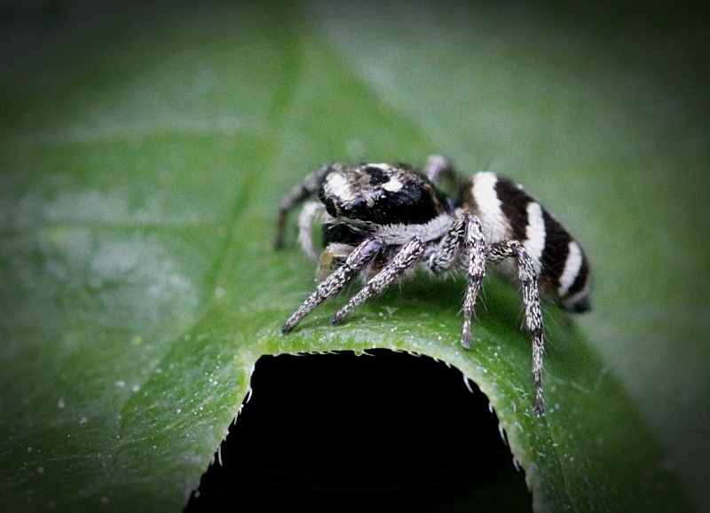 Zebra Springspinne