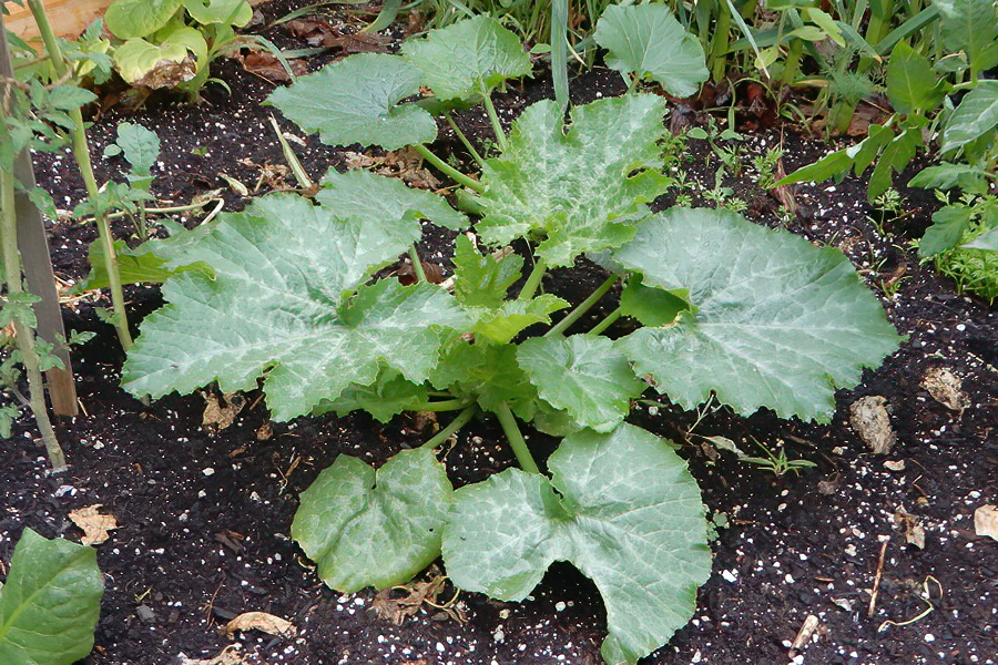 Zucchini