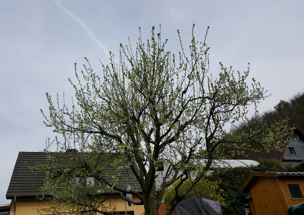 Zwetschgenbaum