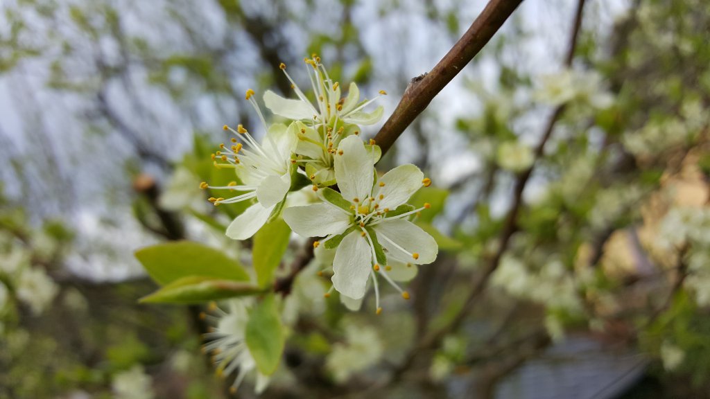 Zwetschgenblüte